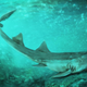 Artist’s depiction of Galagadon swimming along the river floor.